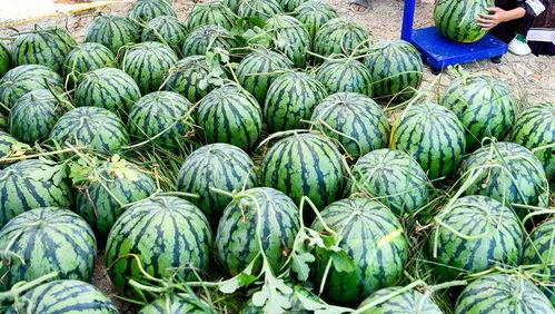 外国人吃绿瓜视频大全,外国人挑战吃绿瓜大赏